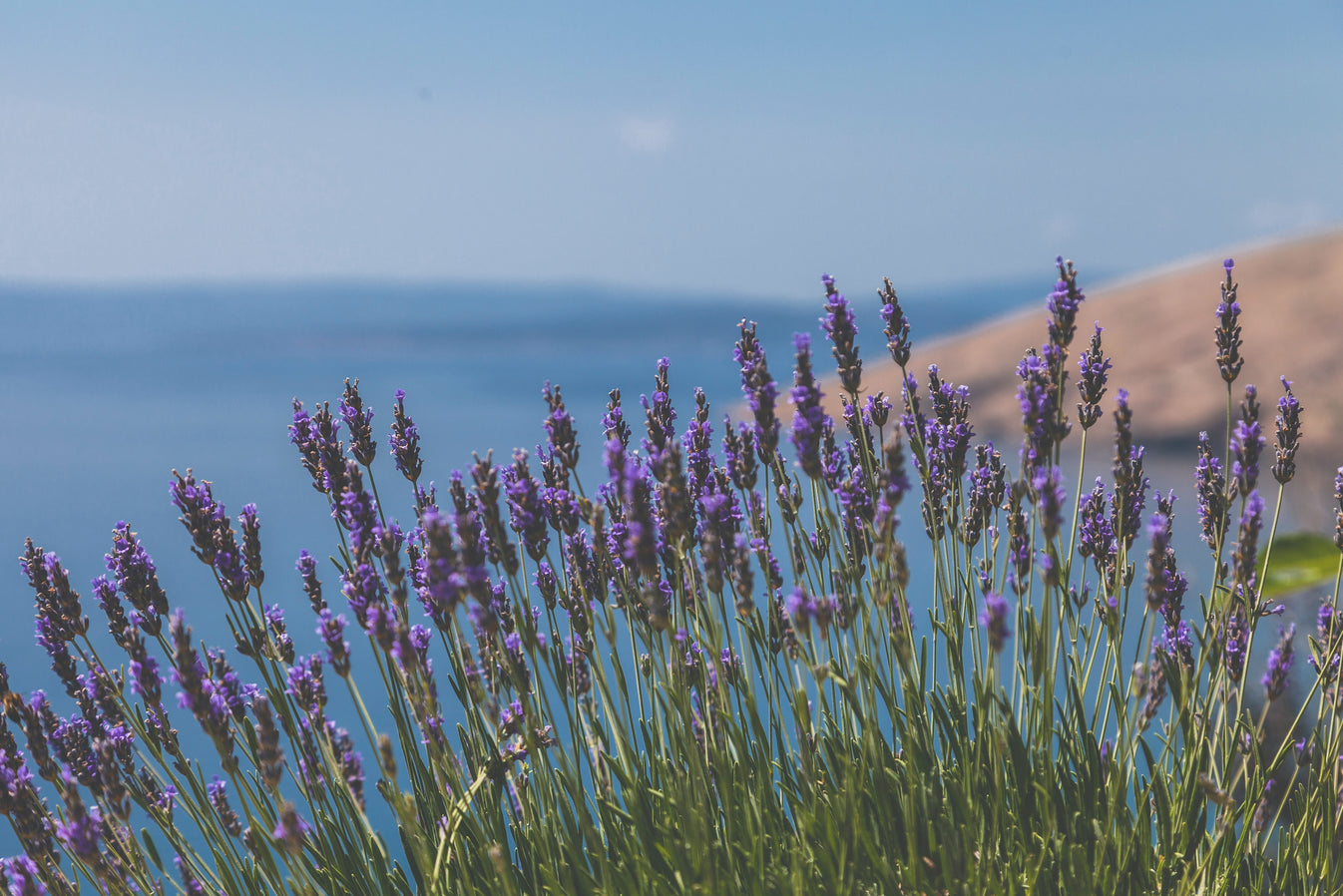 Lavender Fragrance Essential Oil 天然舒眠樹苔薰衣草香氛精油