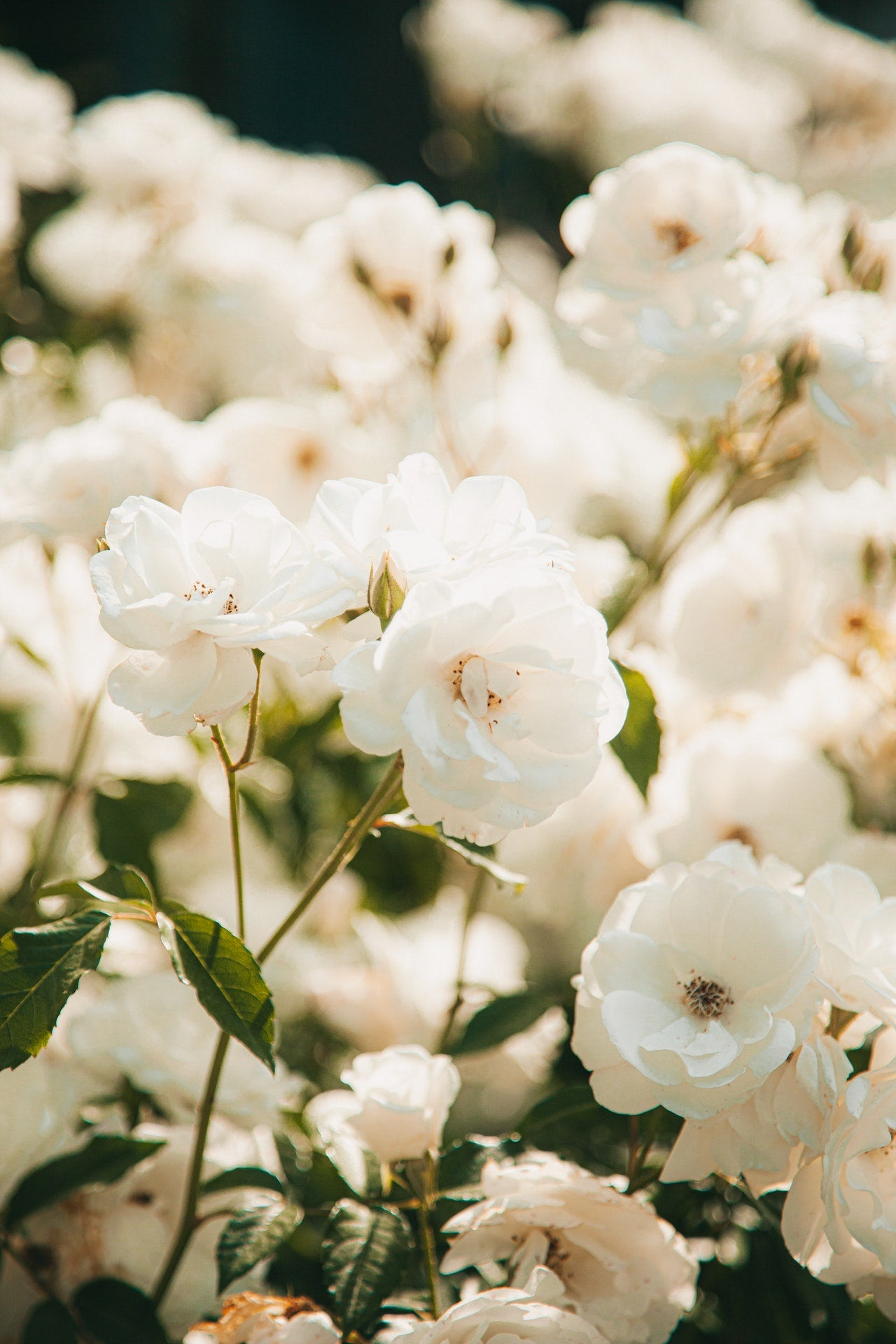 White Tea Fragrance Essential Oil 天然琥珀白茶香氛精油