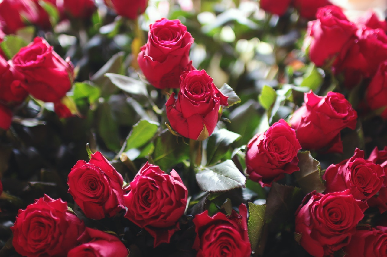 Rose Fragrance Essential Oil 玫瑰紅愛是你的精油天然普羅旺斯莓香氛精油