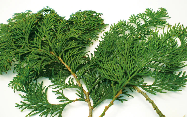 Essential Oil 30ml (Branch & Leaf) | Hinoki Lab