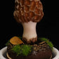 Handcrafted Sculptuarl Mushroom Lamp - MORCELLA