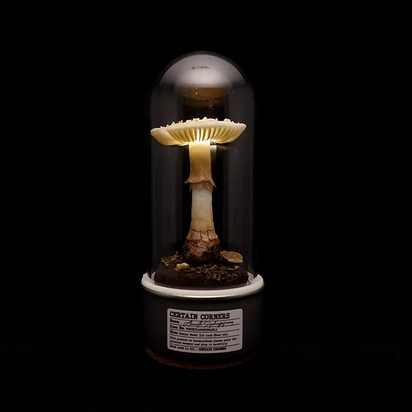 Handcrafted Sculptuarl Mushroom Lamp - AMANITA SYCHNOPYRAMIS